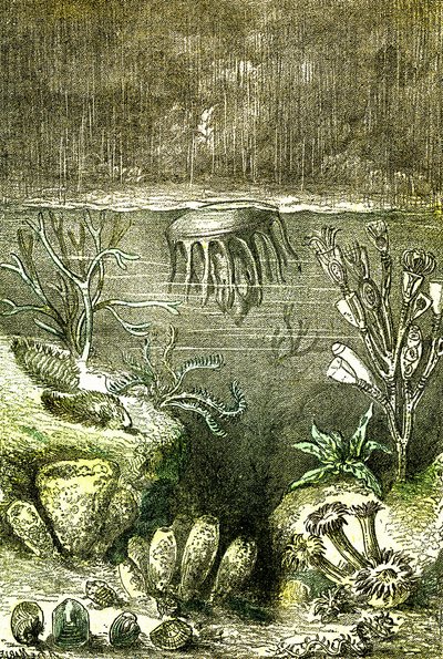 Preistoria-Terra e Mari: L