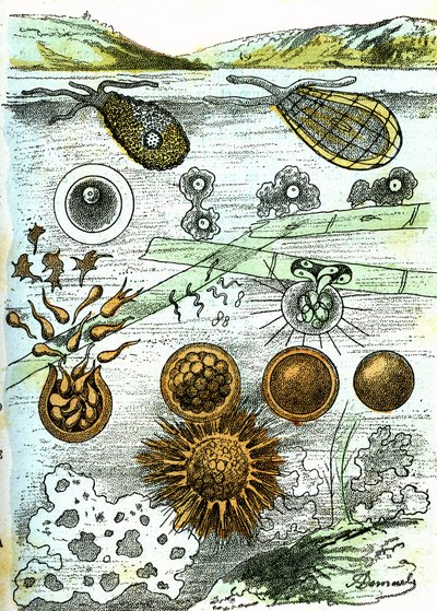 Preistoria-Amibi, Batteri, Moneri (Crescita): Essere organizzati rudimentali. Creazione naturale e esseri viventi. Disegno di A. Demarle. 1885 da Alphonse Demarle