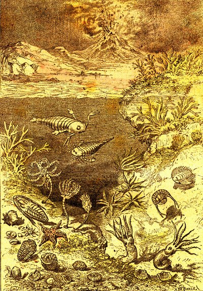 Preistoria-Fine del periodo Siluriano: Creazione naturale e esseri viventi (J. Rengade) Disegno di A. Demarle. 1885 da Alphonse Demarle