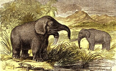 Preistoria-Periodo Miocene: Da destra a sinistra: il Dinoterio e il Mastodonte. Creazione Naturale e esseri viventi. Disegno di A. Demarle. 1885 da Alphonse Demarle