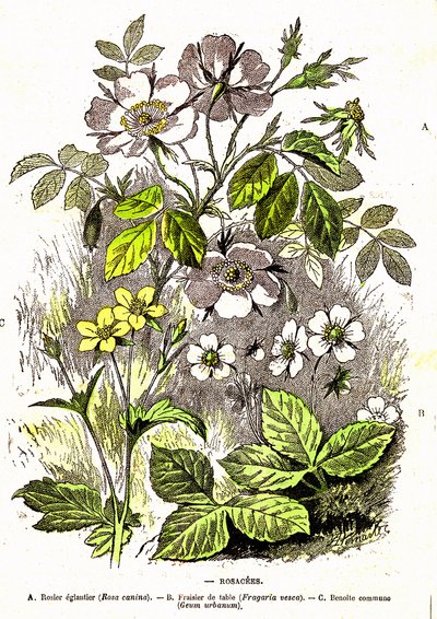 Rosacee - Creazione naturale ed esseri viventi: Disegno di A. Demarle. 1885 da Alphonse Demarle