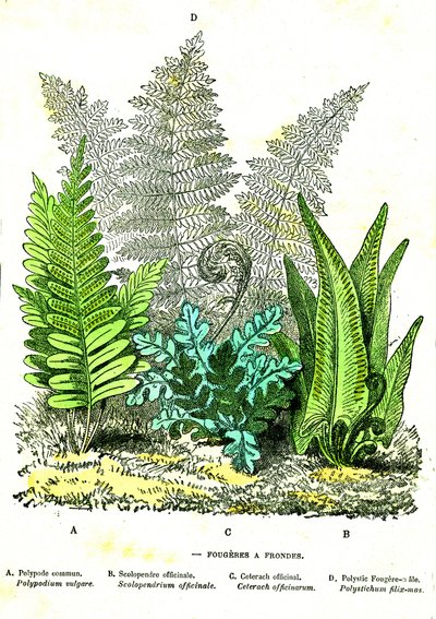 Fionda di Fougeres: Creazione naturale e esseri viventi. Disegno di A. Demarle. 1885 da Alphonse Demarle