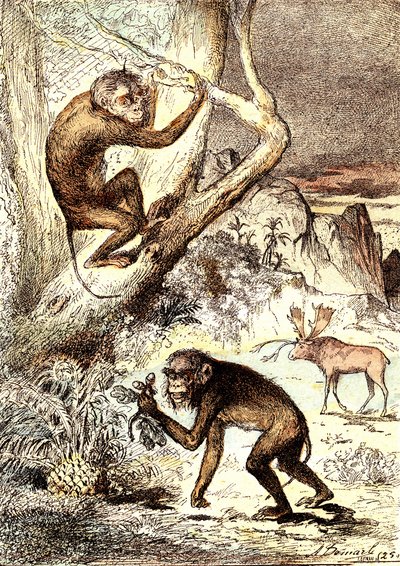 Le scimmie Catarhine (Periodo Miocene): I Semnopitechi. La creazione naturale e gli esseri viventi di J. Rengade. Disegno di A. Demarle da Alphonse Demarle