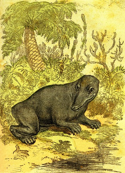 Il Labirintodonte (Amfibio): Anfibio del periodo carbonifero. Creazione naturale e esseri viventi. Disegno di A. Demarle 1885 da Alphonse Demarle