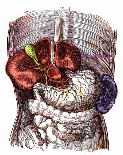 Il tratto digestivo - (Vita Normale e Salute di J. Rengade) - Disegno di A. Demarle 1881 da Alphonse Demarle