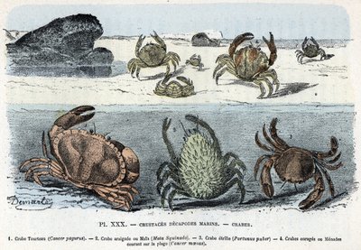 Tavola zoologica: granchi Incisione da 