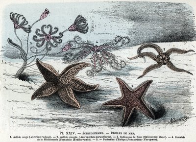 Tavola zoologica; echinodermi, stelle marine (asterie, ophiocoma, comatum e pentacrine) Incisione da 