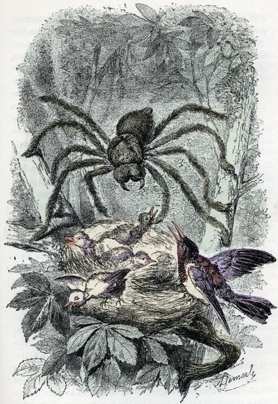 Tavola zoologica: aracnide, Avicularia sorprende un nido di uccelli. Incisione da 