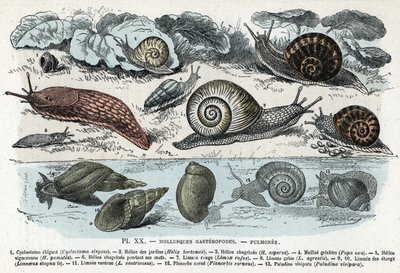Tavola zoologica; molluschi gasteropodi, polmoni (cyclostoma, elice dei giardini e dolore, lumaca rossa, lumaca grigia, limnea, planorb, paludina...) Incisione da 