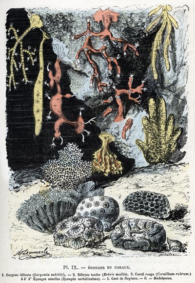 Tavola zoologica: spugne e coralli (gorgone, bebryce, corallo, spugne, guanto di Nettuno) Incisione da 
