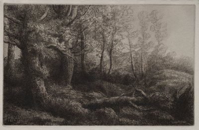 Uno studio nel bosco da Alphonse Legros