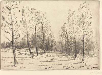 Viale di pioppi L