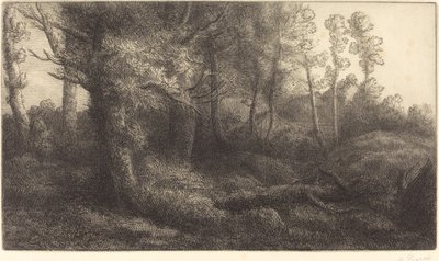 Nella Foresta da Alphonse Legros