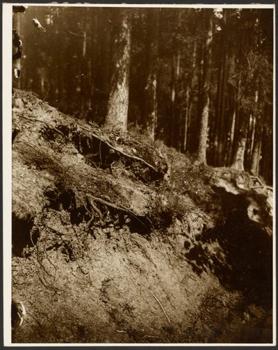 [Studio delle radici di un albero esposte dal fianco di una collina]. da Alphonse Maria Mucha