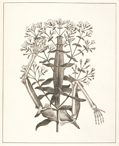 Illustrazione da 