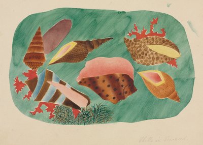 Conchiglie in alghe (acquerello) da Altha Mary Nims