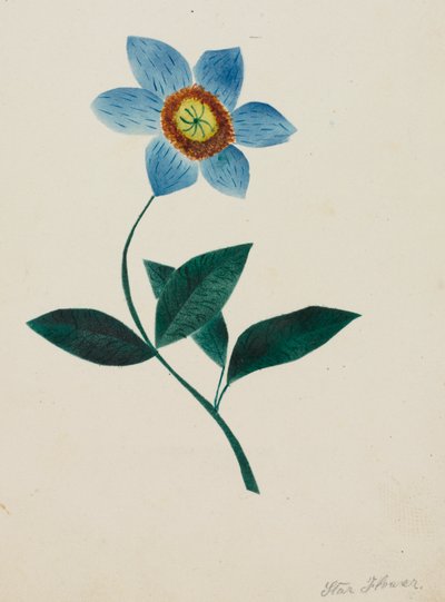 Fiore di stella (acquerello) da Altha Mary Nims