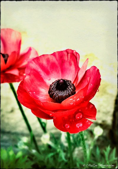 Anemone rosso, 2013 da AlyZen Moonshadow