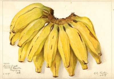 Banane (Musa: Guincos Finget) (acquerello) da Amanda Almira Newton