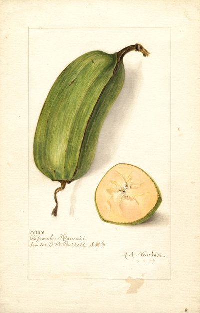 Banane (Musa: Popoulu Hawaii) (acquerello) da Amanda Almira Newton