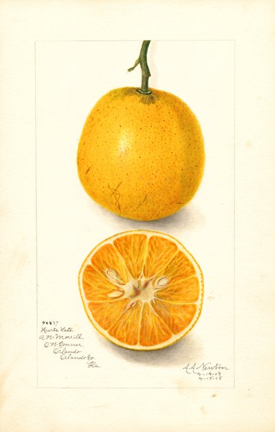 Arance tardive di Harts (Citrus sinensis) (acquerello) da Amanda Almira Newton