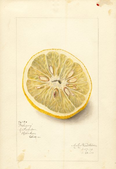 Arancia Ichang (Citrus sinensis) (acquerello) da Amanda Almira Newton