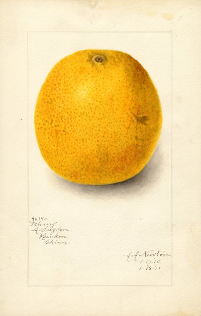 Arancia Ichang (Citrus sinensis) (acquerello) da Amanda Almira Newton