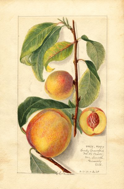 Pesche (Prunus persica) (acquerello) da Amanda Almira Newton