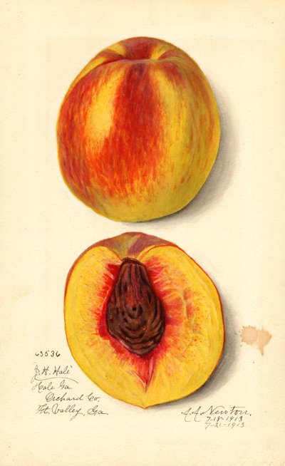Pesche (Prunus persica: J.H. Hale) (acquerello) da Amanda Almira Newton