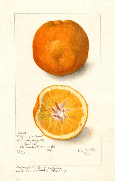 Arance Washington Navel (Citrus sinensis) (acquerello) da Amanda Almira Newton