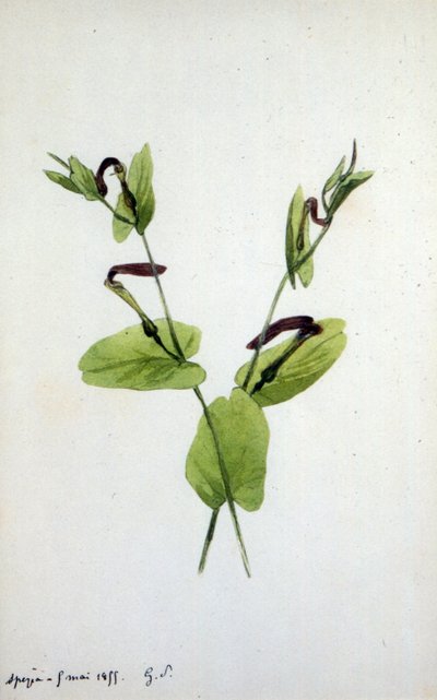 Aristolochia, un grande genere di piante della famiglia Aristolochiaceae da Amantine Dupin