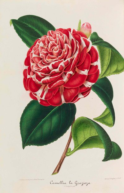 Nouvelle iconographie des Camellias da Ambroise Alexandre Verschaffelt