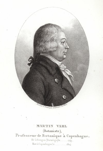 Martin Vahl da Ambroise Tardieu