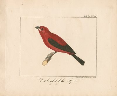 Fringuello brasiliano (incisione su rame colorata a mano) da Ambrosius Gabler