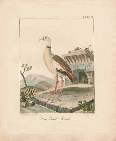  da Ambrosius Gabler