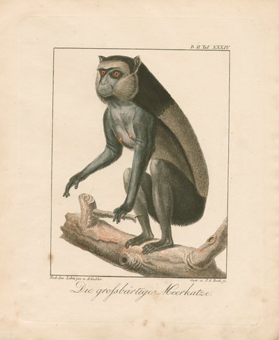  da Ambrosius Gabler