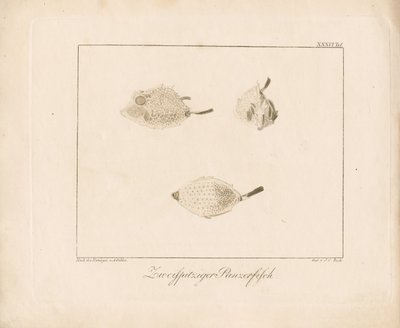 Pesce vacca dal ciuffo (incisione su rame) da Ambrosius Gabler