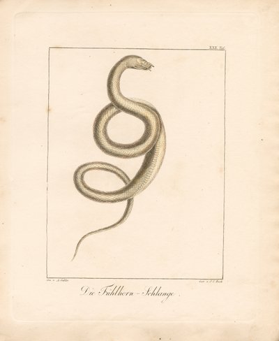  da Ambrosius Gabler