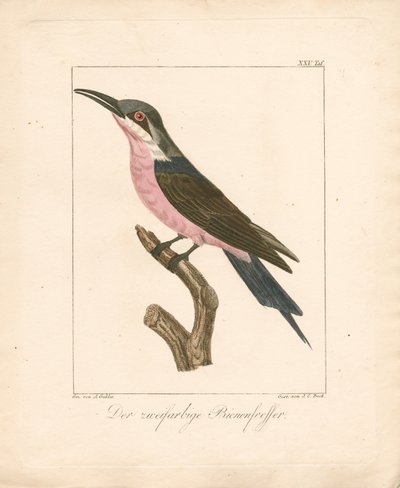  da Ambrosius Gabler