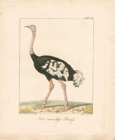  da Ambrosius Gabler