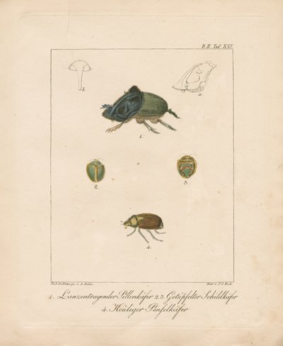 Varie specie di coleotteri (incisione su rame colorata a mano) da Ambrosius Gabler