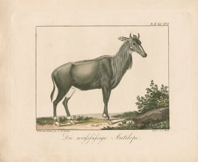  da Ambrosius Gabler