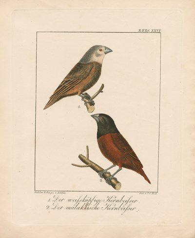  da Ambrosius Gabler