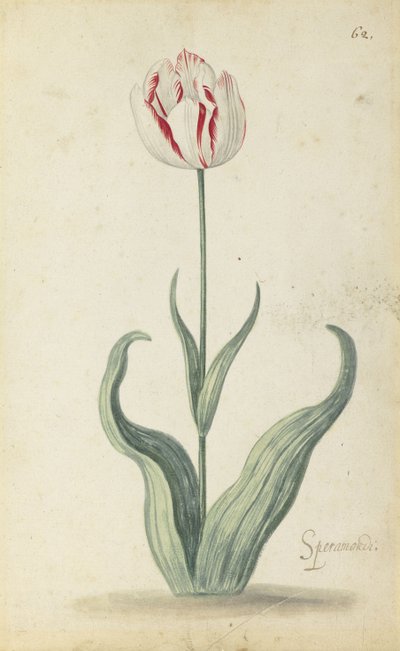 Tulipano "Speramondi", da un album di fiori da Ambrosius the Younger Bosschaert