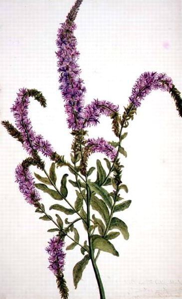 Epilobio spinoso viola (Epilobium) 1787 da Amelia Fancourt