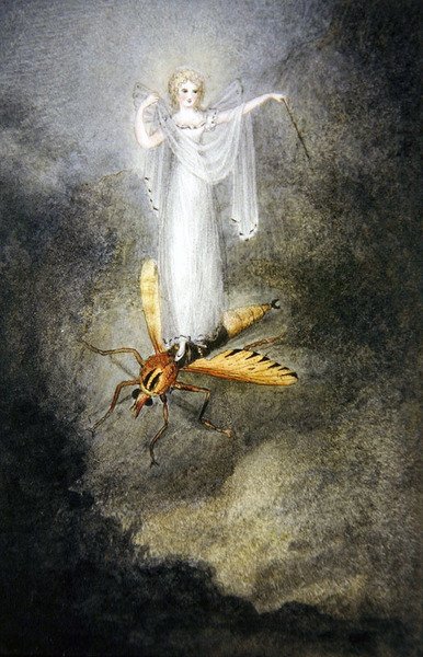 La fata della falena, c.1860 da Amelia Jane Murray