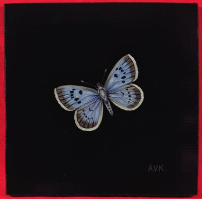 Farfalla Lycaena dispar, 2000 da Amelia Kleiser