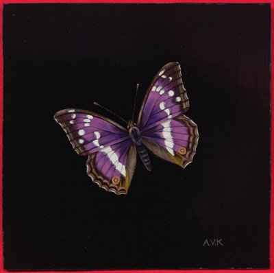 Farfalla Apatura iris, 2000 da Amelia Kleiser
