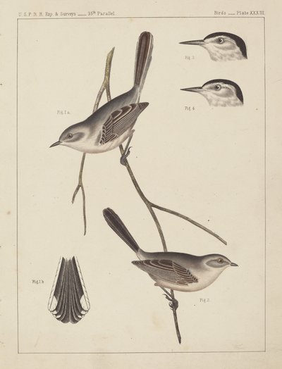 Uccelli - U.S.P.R.R. Exp. & Surveys, 35° parallelo da American 19th Century