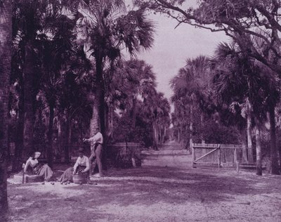 Una radura di palmetto vicino a Palatka, Florida da American Photographer (after)